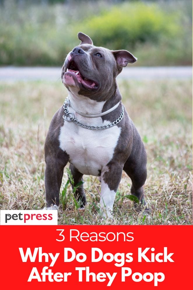 why do dogs kick after they poop