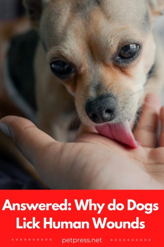 Answered Why Do Dogs Lick Human Wounds answered-why-do-dogs-lick-human-wounds