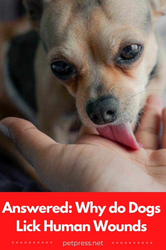 why do dogs lick human wounds