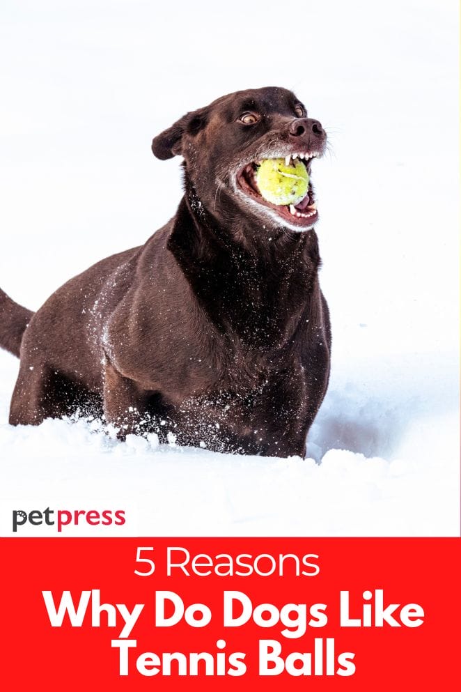 Why Do Dogs Like Tennis Balls? 5 Reasons Behind This Behavior