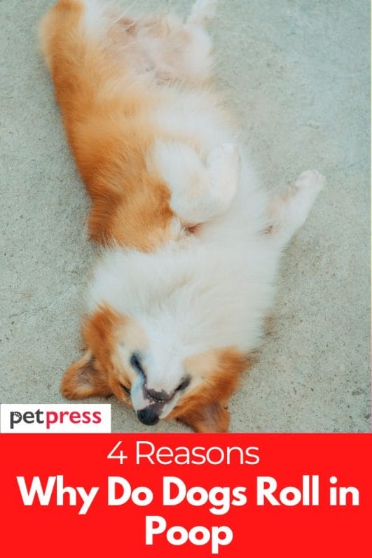 Why Do Dogs Roll in Poop? 4 Reasons Behind This Behavior