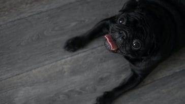 why do dogs scratch the floor