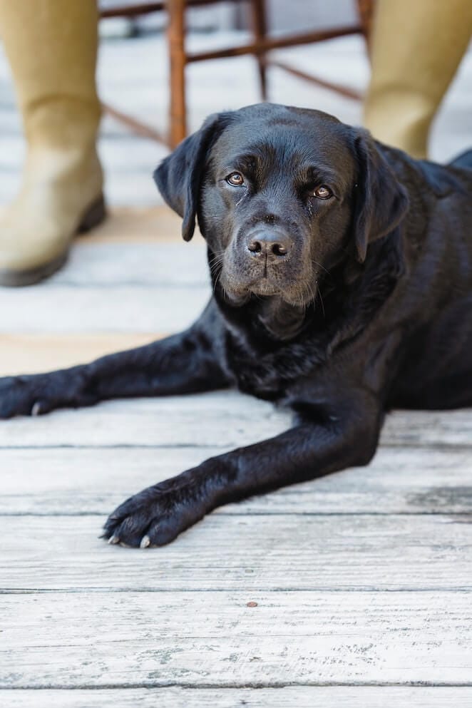 why do dogs scratch the floor