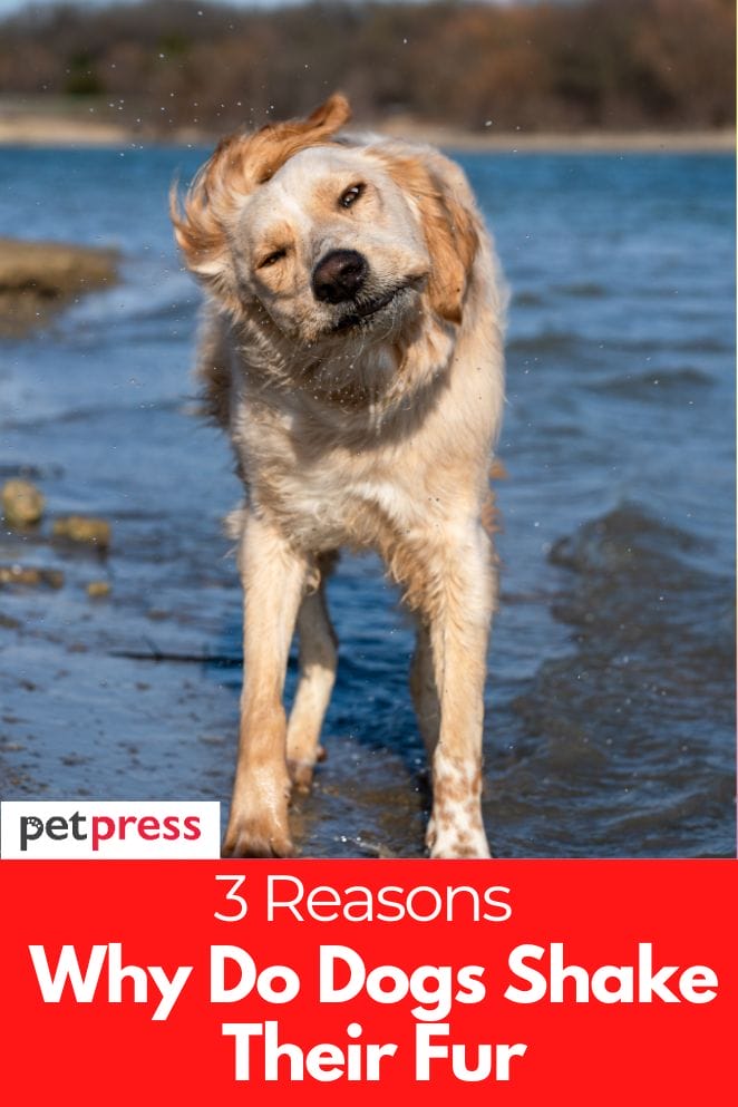 why-do-dogs-shake-their-fur-3-reasons-behind-this-behavior