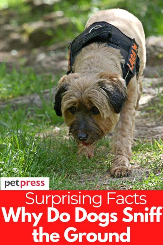 Answered Why Do Dogs Sniff the Ground?