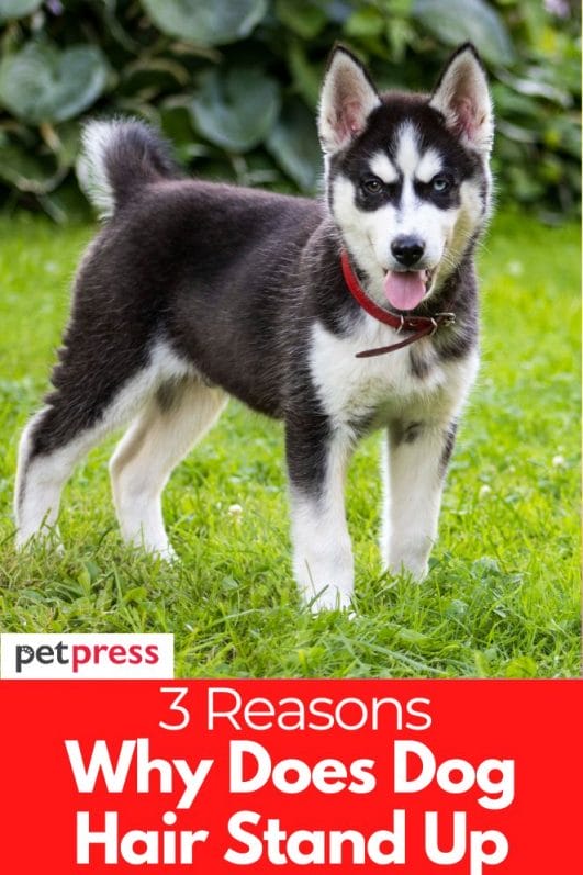 Why Does Dog Hair Stand Up 3 Reasons About This Phenomenon