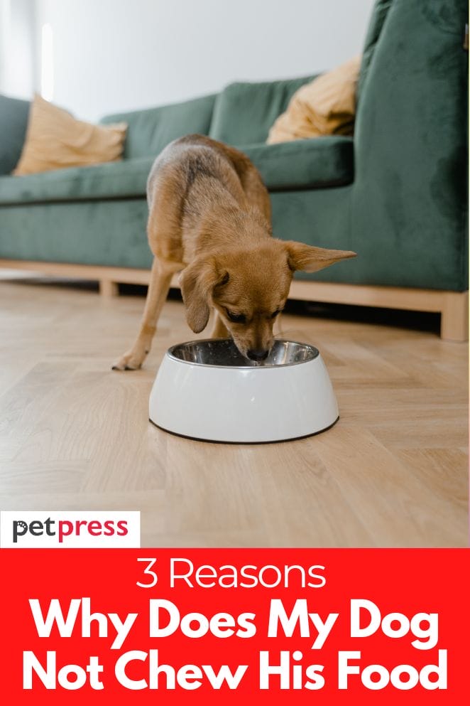 Why Does My Dog Not Chew Their Food? Reasons and Solutions