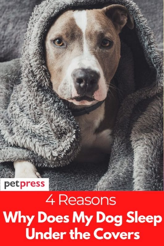 4 Reasons Why Does My Dog Sleep Under the Covers