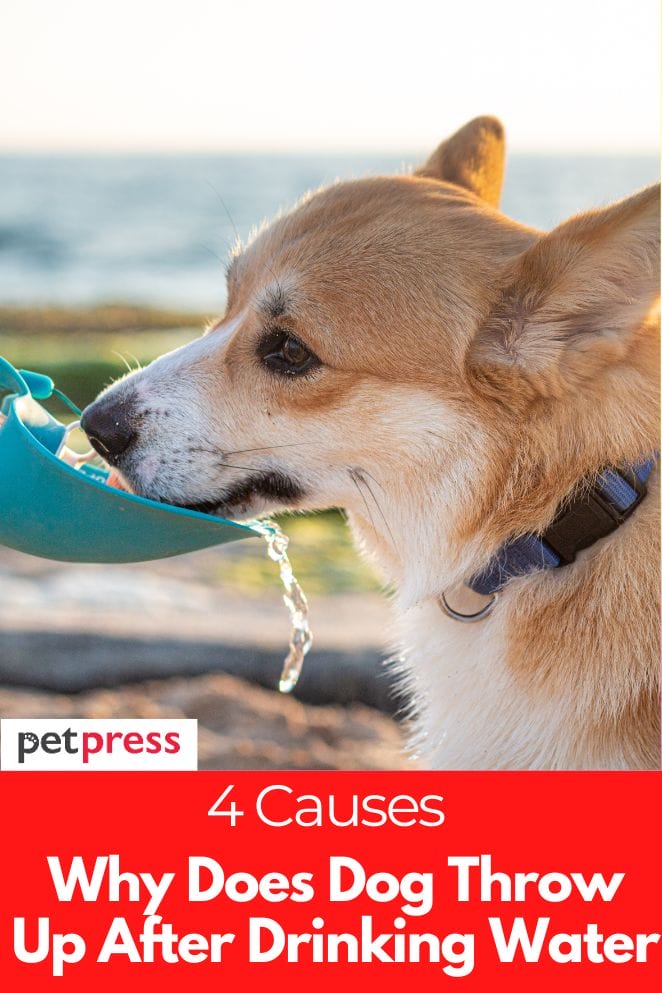 4-causes-why-does-my-dog-throw-up-after-drinking-water