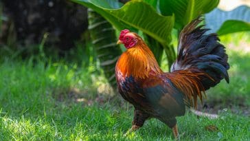 Animal names starting with r