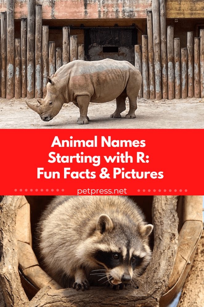 Animal names starting with r