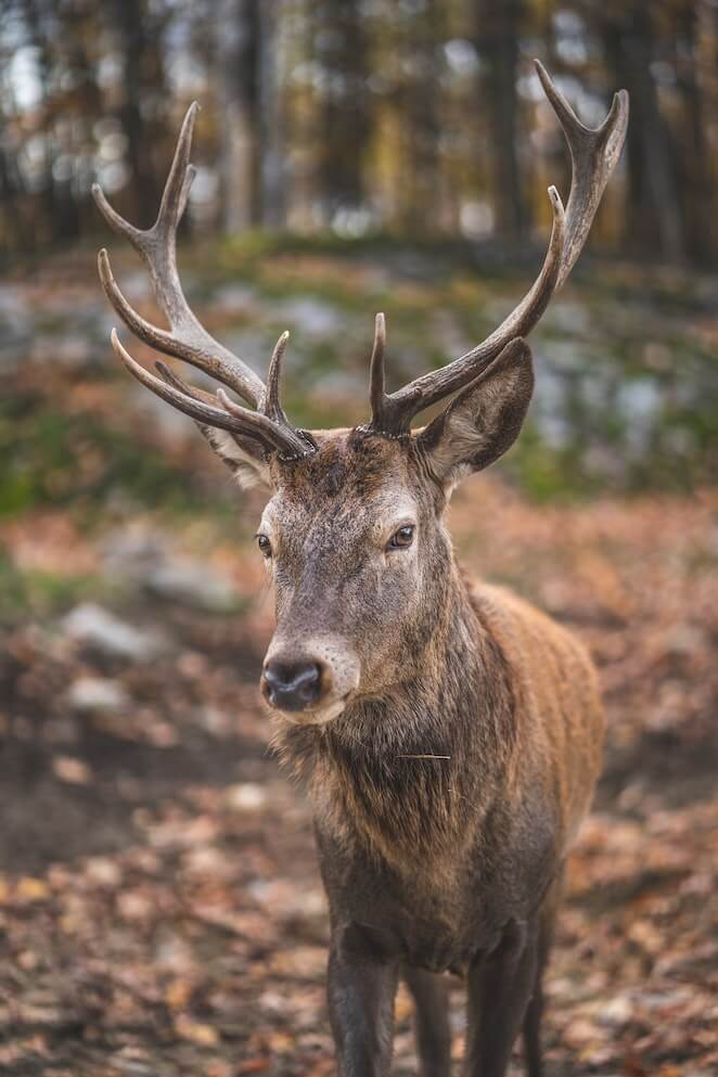 Animal names starting with r