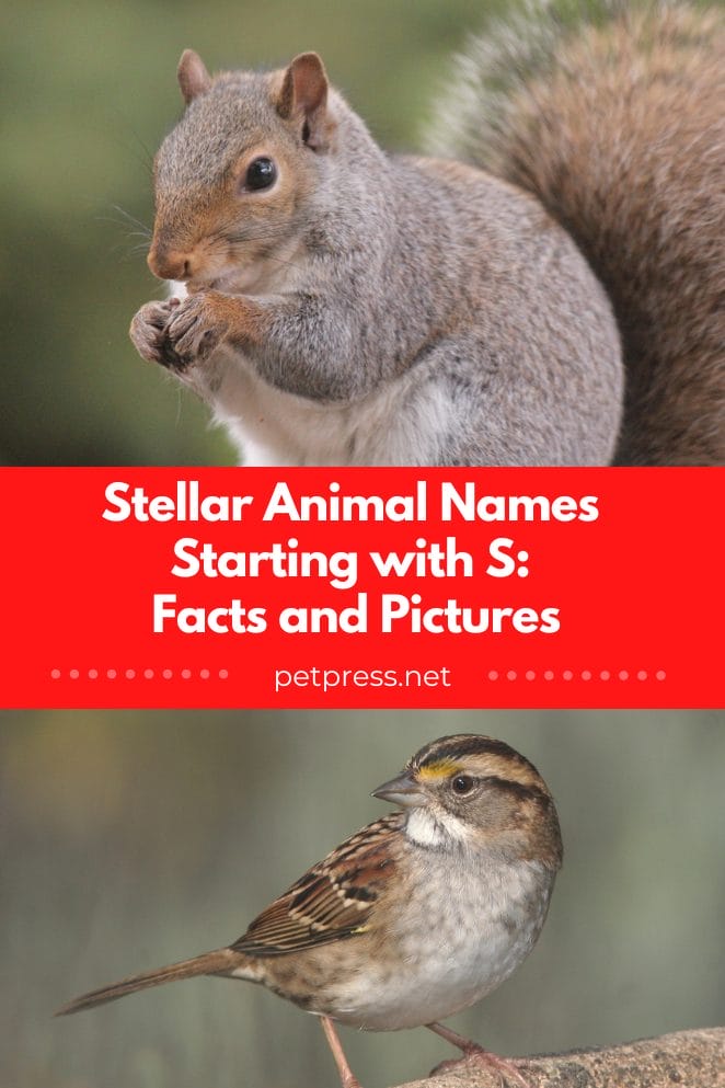 Animal names starting with s