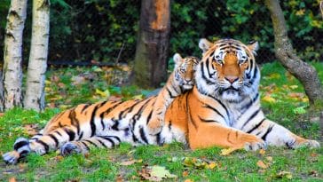 Animal names starting with t