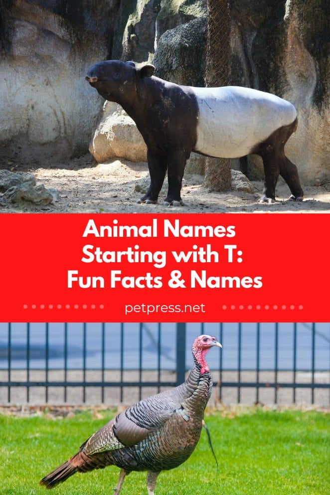 Animal names starting with t