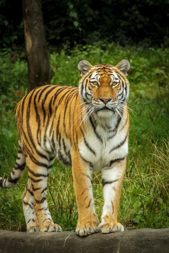 Animal Names Starting With T Fun Facts Names animal-names-starting-with-t-fun-facts-names