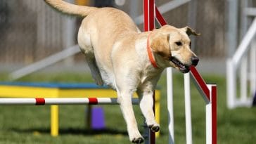 Best dogs for agility