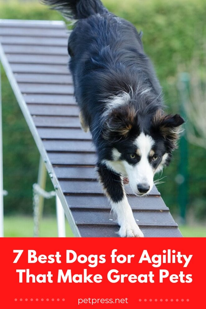 Best dogs for agility