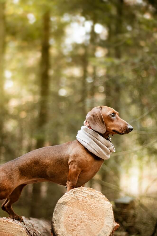 Can dogs climb trees