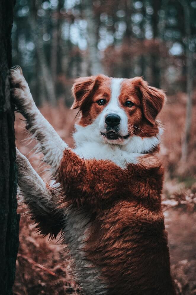 Can dogs climb trees