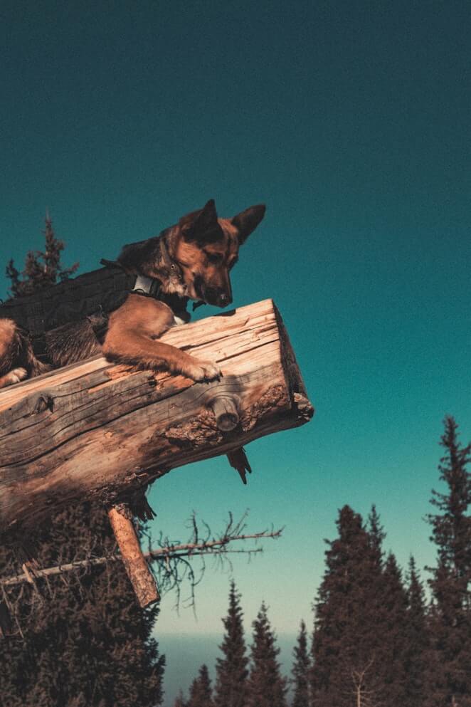 Can dogs climb trees