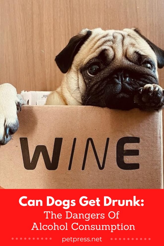 can dogs get drunk