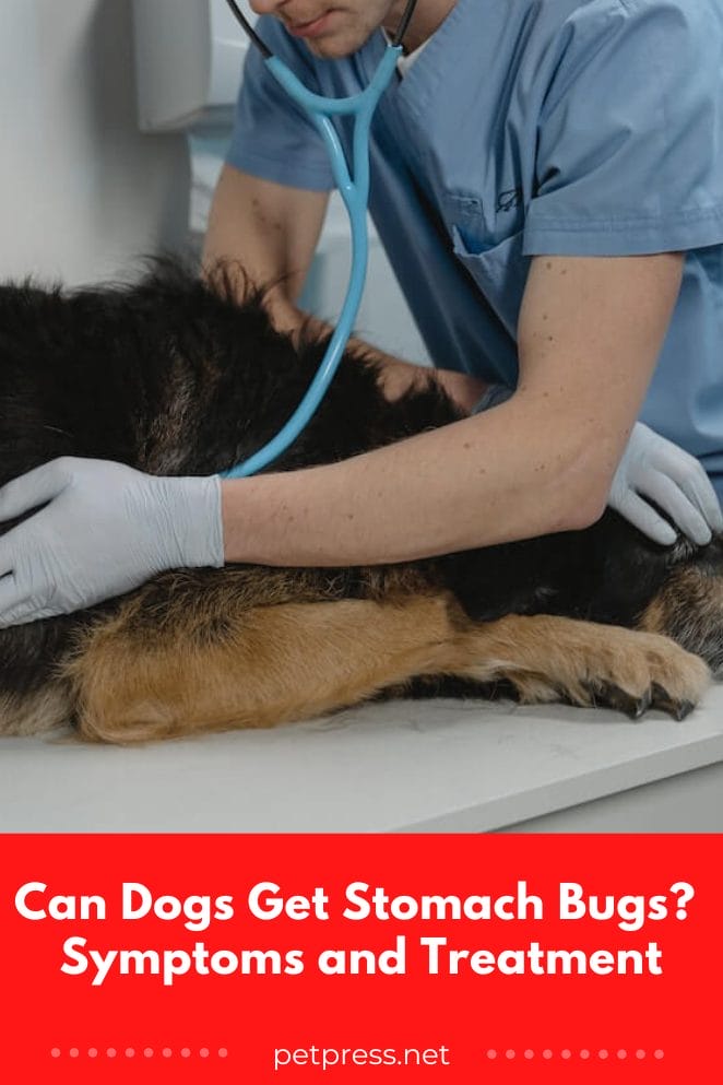 Can Dogs Get Stomach Bugs? Symptoms and Treatment
