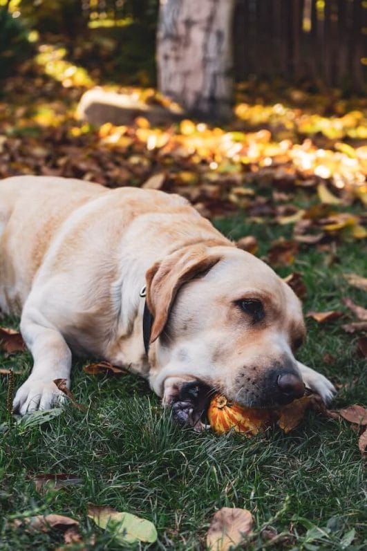 Can Dogs Get Stomach Bugs? Symptoms and Treatment