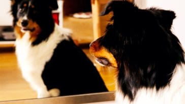 Can dogs understand mirrors