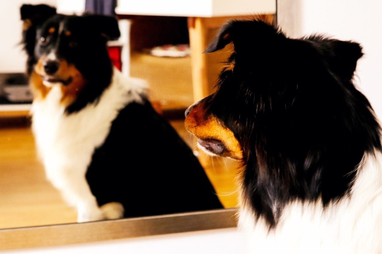Can Dogs Understand Mirrors Funny Confusions Explained!