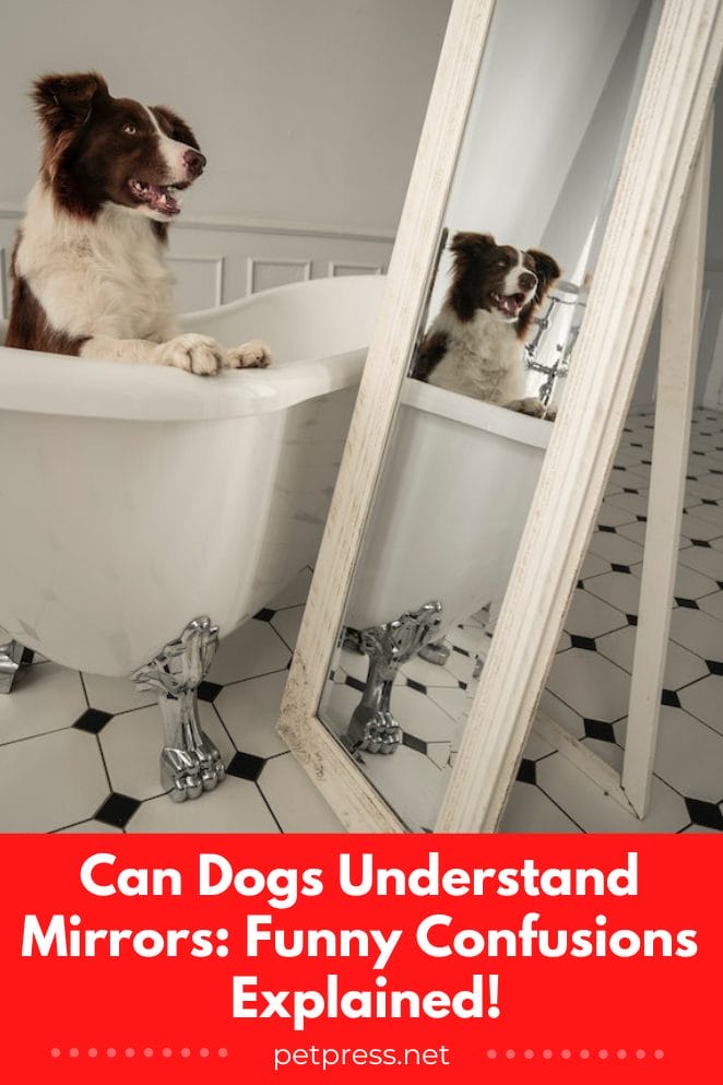 Can dogs understand mirrors
