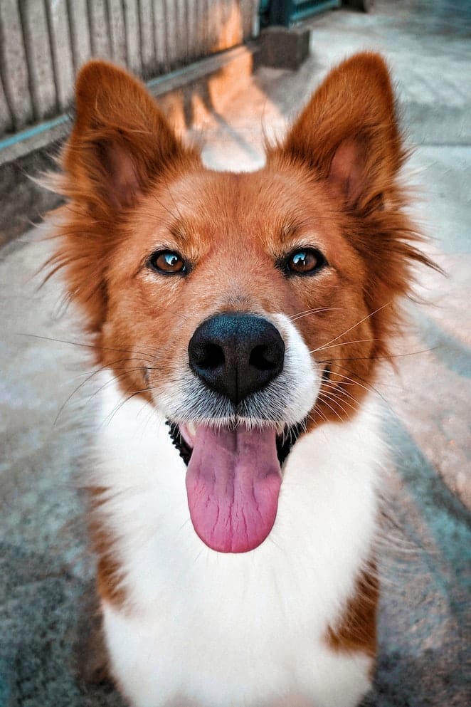 Can dogs understand mirrors