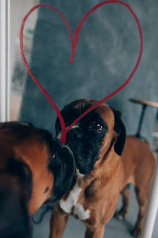 Can dogs understand mirrors