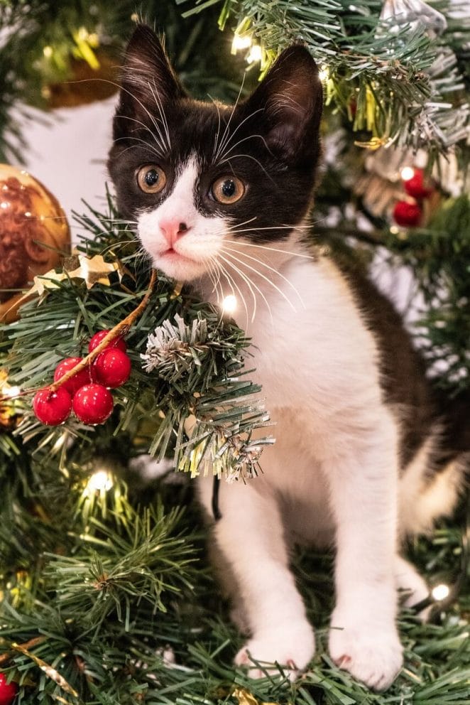 Cat names inspired by Christmas