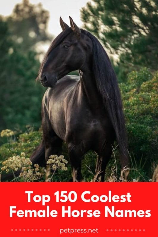 Top 150 Coolest Female Horse Names