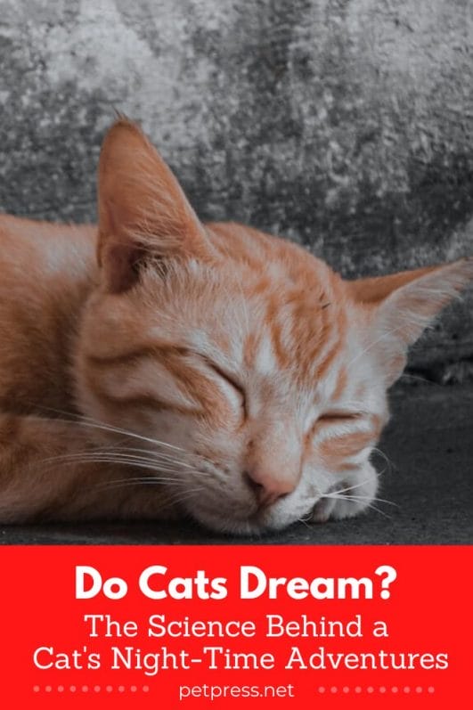 Do Cats Dream? Science Behind a Cat's NightTime Adventures