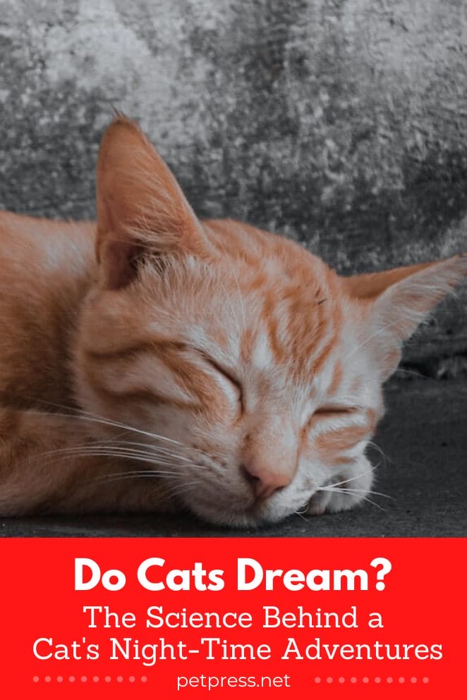 Do Cats Dream