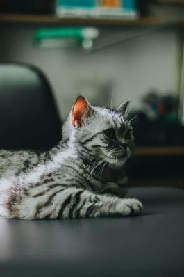 7 Cutest But Dumbest Cat Breeds That Make Great Pets