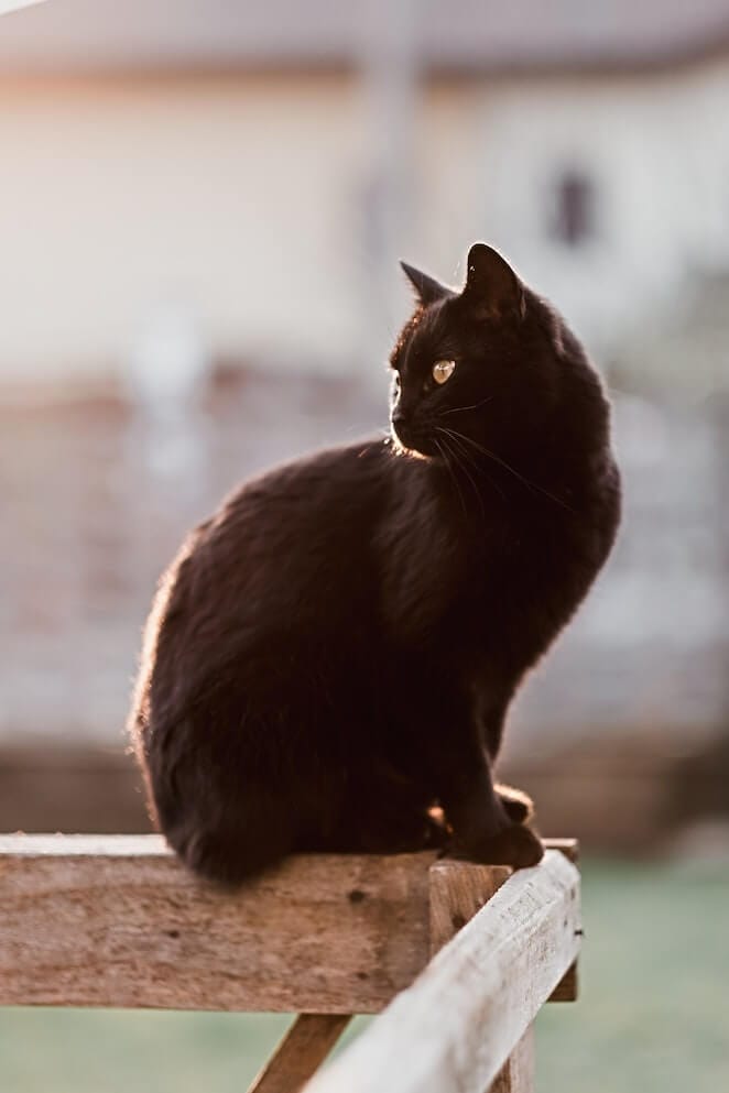 Facts about black cats