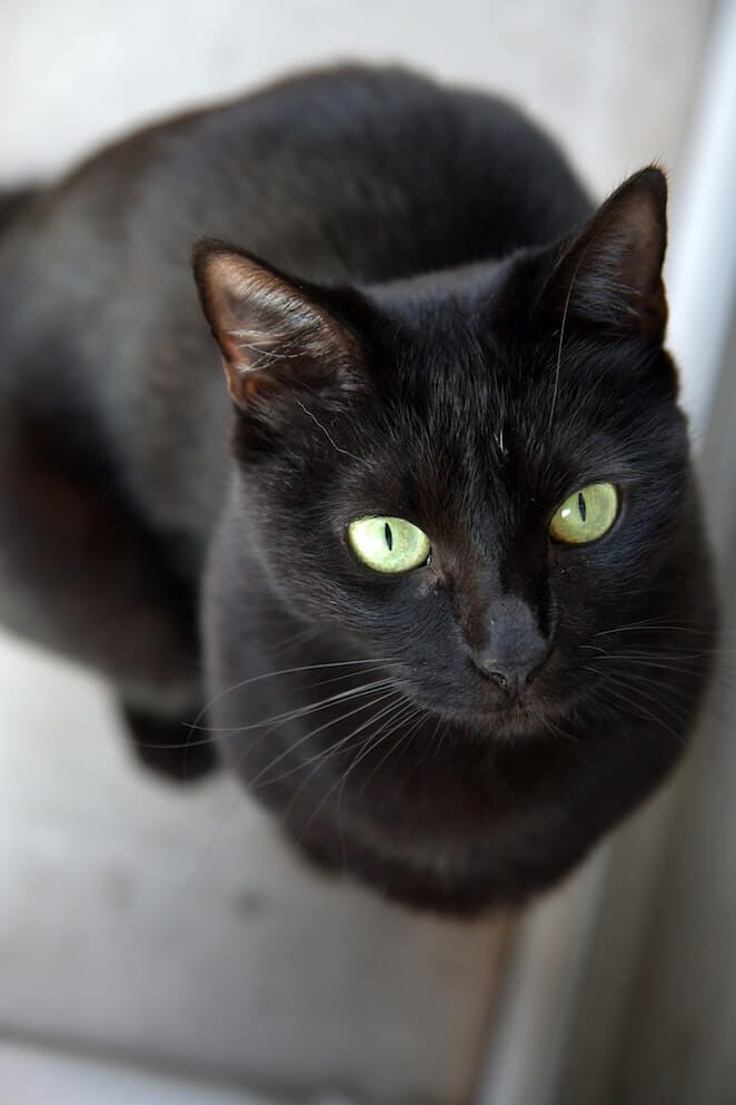 Facts about black cats