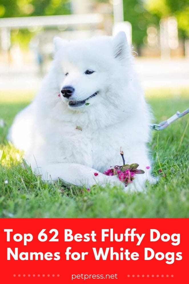 Fluffy Dog Names for White Dogs