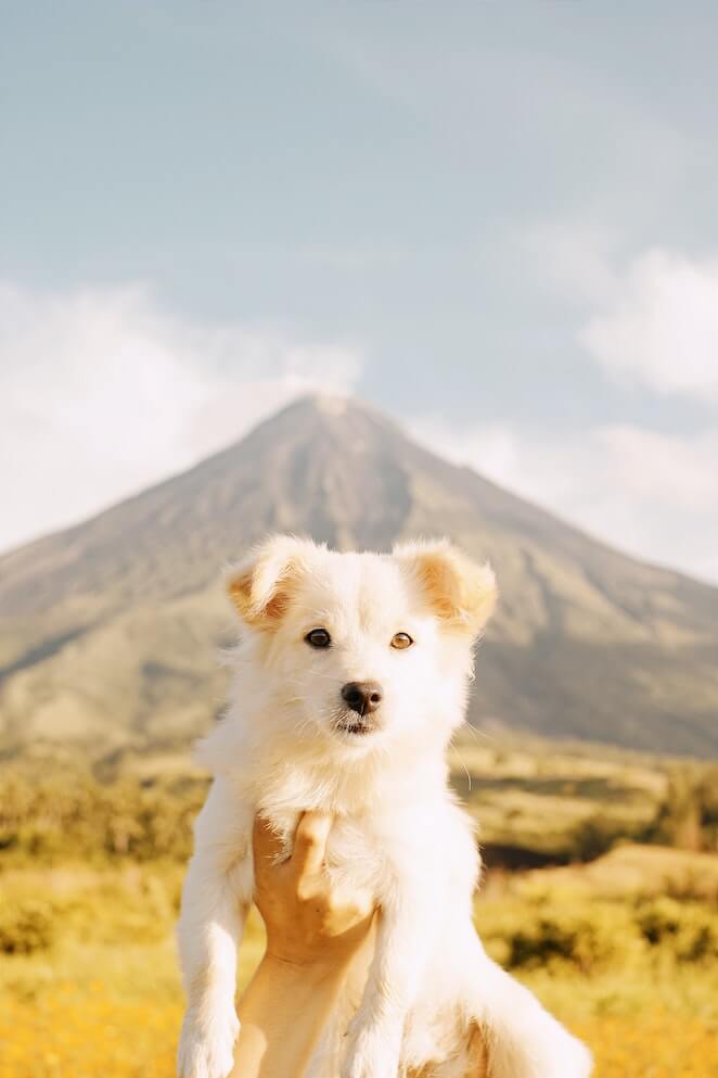 Fluffy Dog Names for White Dogs