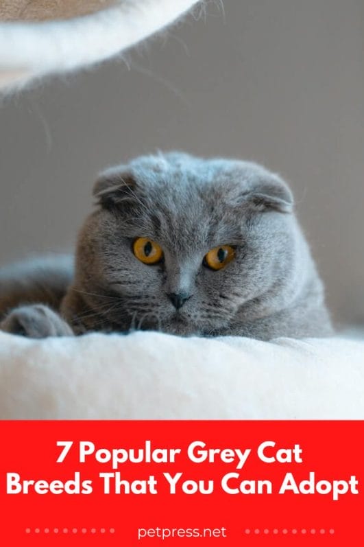 7 Popular Grey Cat Breeds That You Can Adopt