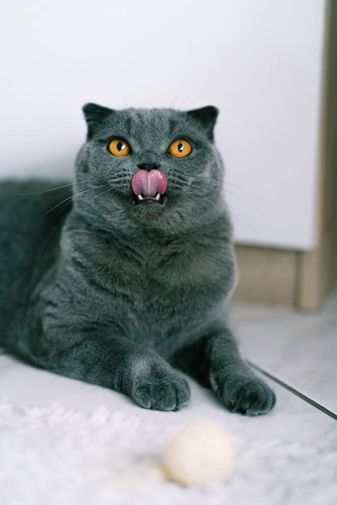 Grey cat breeds