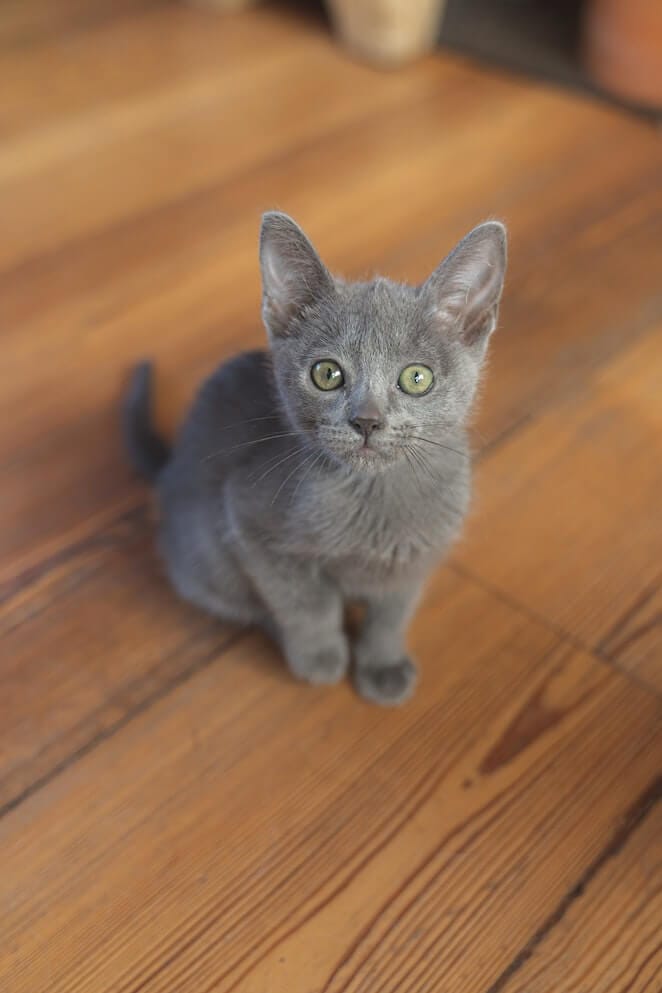 Grey cat breeds