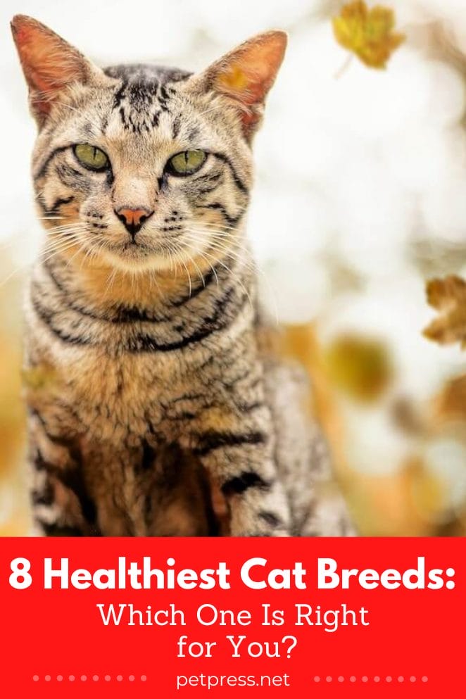 Healthiest cat breeds