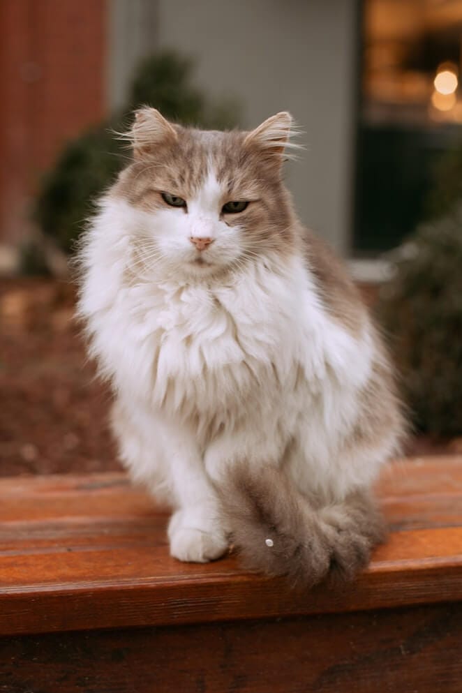 Healthiest cat breeds