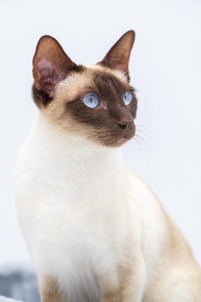 Healthiest cat breeds