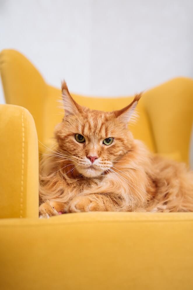 Healthiest cat breeds