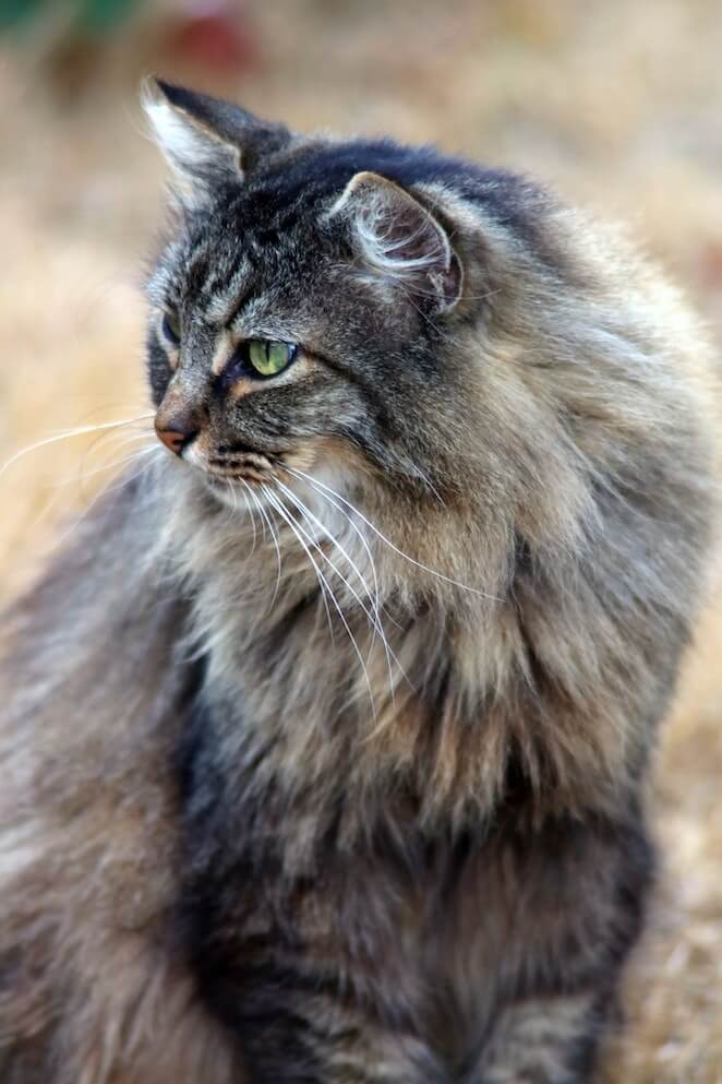 8 Healthiest Cat Breeds Which One Is Right for You?
